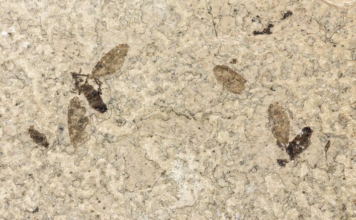 Two Fossil March Flies (Plecia) - Green River Formation #67645